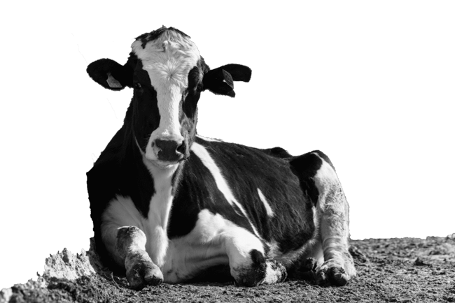 Vaca de Menorca